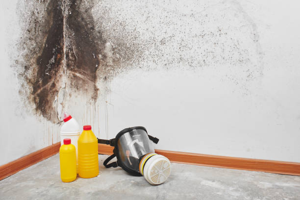 Best Insurance-Related Mold Remediation in East Tawas, MI