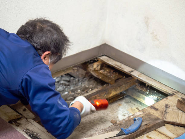 Best Basement Mold Remediation in East Tawas, MI