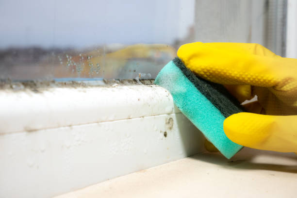 Professional Mold Remediation in East Tawas, MI