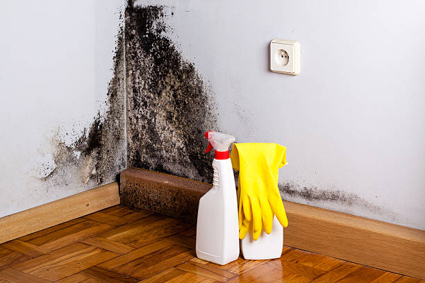Best Mold Remediation for Schools in East Tawas, MI