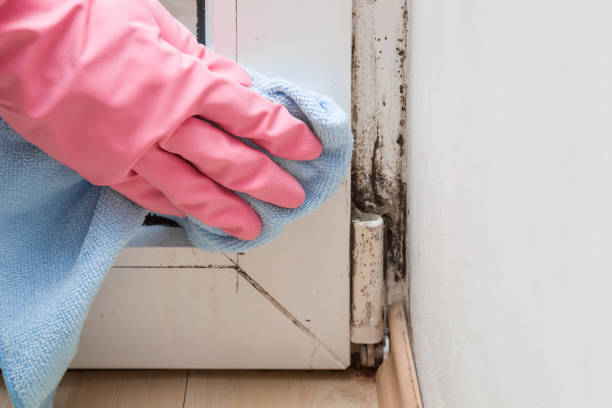 Best DIY Mold Remediation Support Services in East Tawas, MI